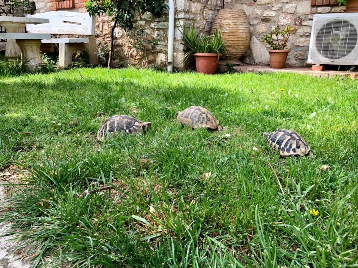Villa Muzhaqi Nivice Dış mekan fotoğraf